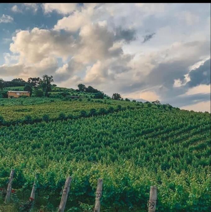 Casa Vigneto Octavio No Vale Dos Vinhedos Villa Bento Gonçalves Екстериор снимка